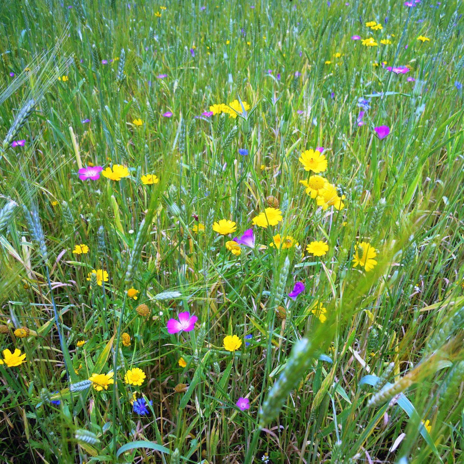 https://www.landschaftsarchitekt-haas.de/wp-content/uploads/2012/04/188-071.jpg